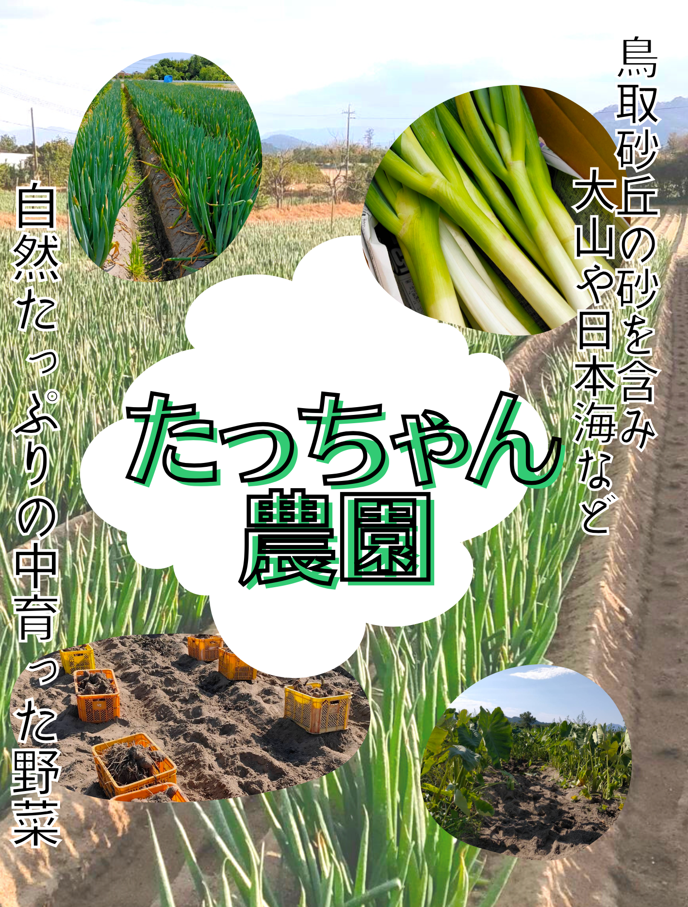 【鳥取県産】むかご 1~2cm程度 500g ムカゴ クリックポスト とりたて とっくり芋 長芋 粘りっこ ねばりっこ 天ぷら 串揚げ