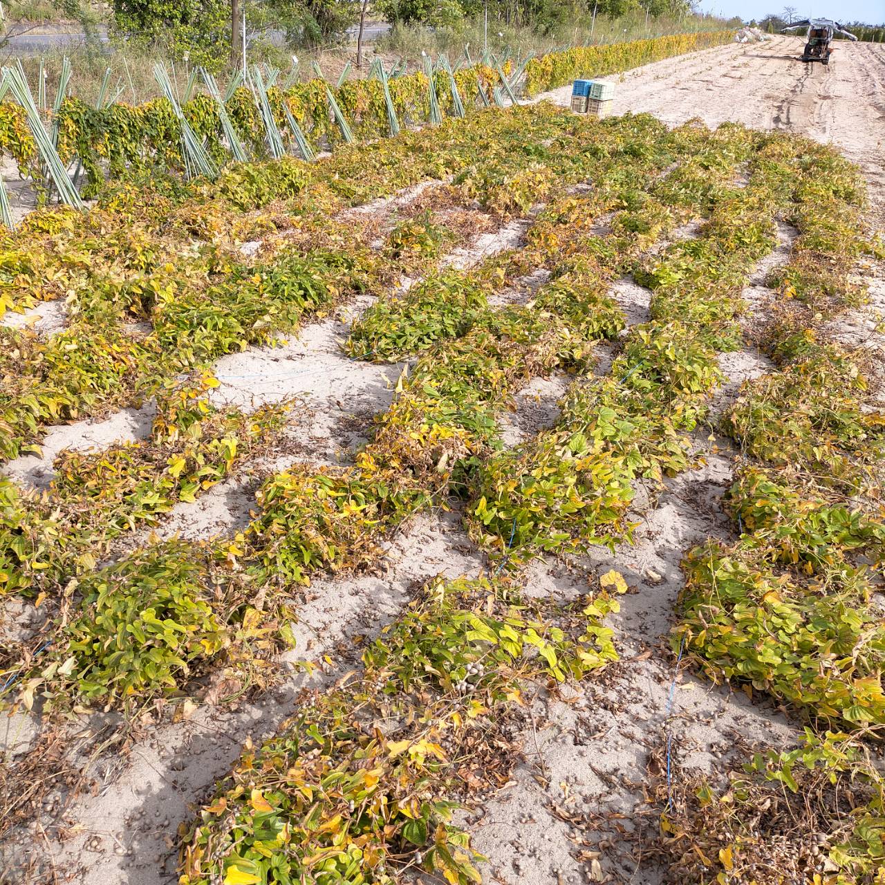 【鳥取県産】むかご 1~2cm程度 500g ムカゴ クリックポスト とりたて とっくり芋 長芋 粘りっこ ねばりっこ 天ぷら 串揚げ