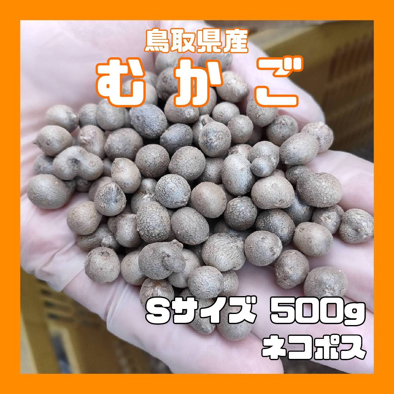 【鳥取県産】むかご 1~2cm程度 500g ムカゴ クリックポスト とりたて とっくり芋 長芋 粘りっこ ねばりっこ 天ぷら 串揚げ