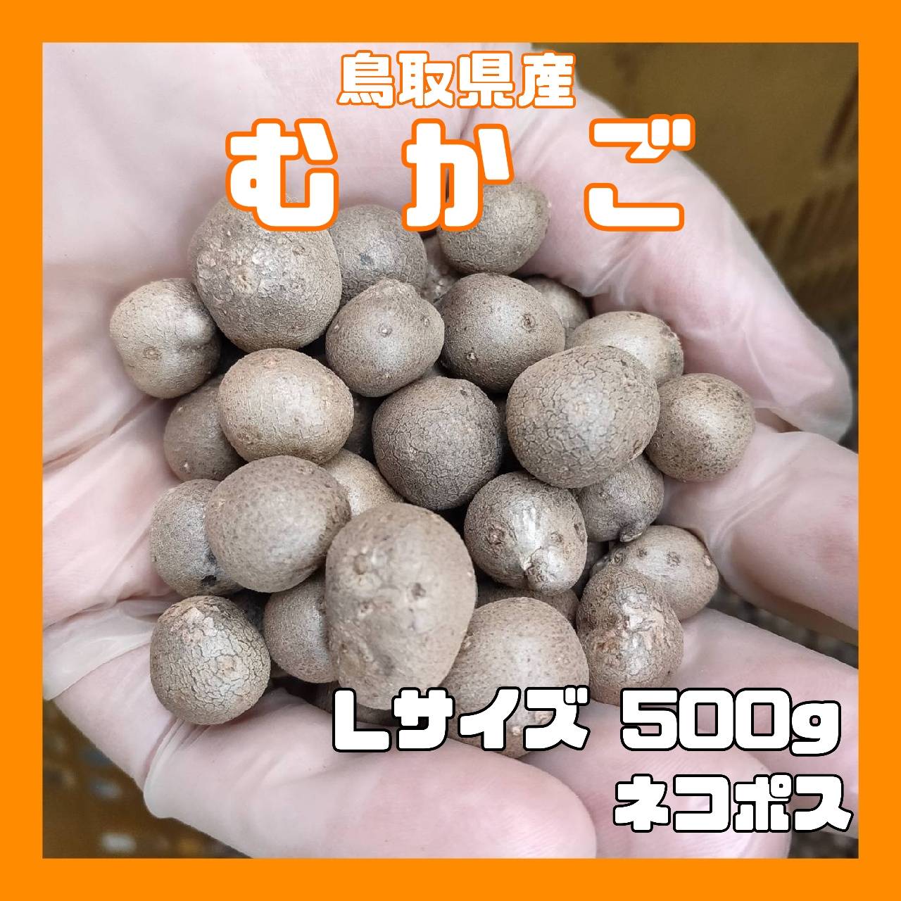 【鳥取県産】むかご 1~2cm程度 500g ムカゴ クリックポスト とりたて とっくり芋 長芋 粘りっこ ねばりっこ 天ぷら 串揚げ