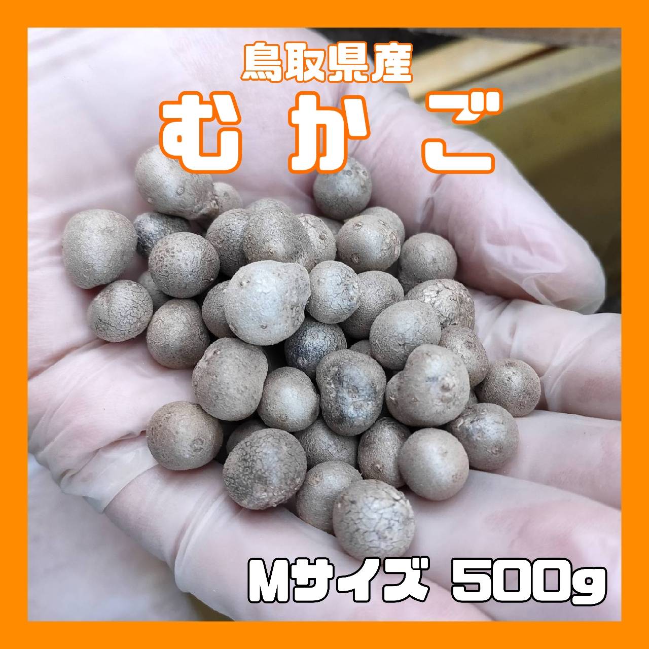 【鳥取県産】むかご 1~2cm程度 500g ムカゴ クリックポスト とりたて とっくり芋 長芋 粘りっこ ねばりっこ 天ぷら 串揚げ