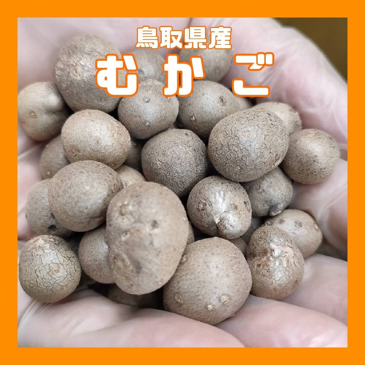 【鳥取県産】むかご 1~2cm程度 500g ムカゴ クリックポスト とりたて とっくり芋 長芋 粘りっこ ねばりっこ 天ぷら 串揚げ