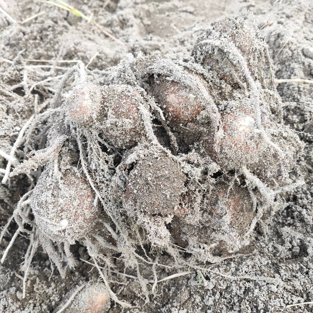 【鳥取県産】里芋 大和芋  根菜　長芋　サトイモ　さといも　1〜1.5kg　3kg　5kg 　10kg　山芋　ねばりこ　甘い　柔らかい