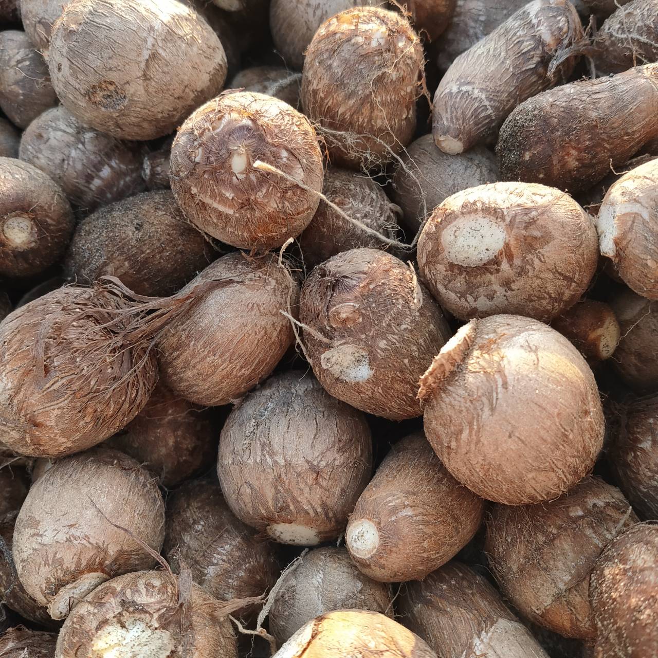 【鳥取県産】里芋 大和芋  根菜　長芋　サトイモ　さといも　1〜1.5kg　3kg　5kg 　10kg　山芋　ねばりこ　甘い　柔らかい