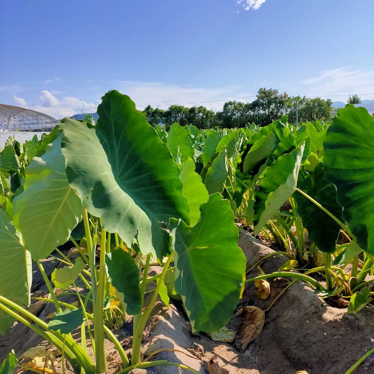 【鳥取県産】里芋 大和芋  根菜　長芋　サトイモ　さといも　1〜1.5kg　3kg　5kg 　10kg　山芋　ねばりこ　甘い　柔らかい