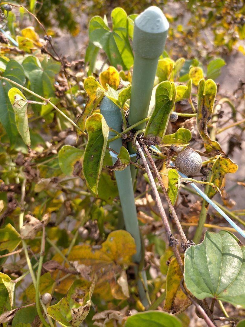 【鳥取県産】むかご 1~2cm程度 500g ムカゴ クリックポスト とりたて とっくり芋 長芋 粘りっこ ねばりっこ 天ぷら 串揚げ