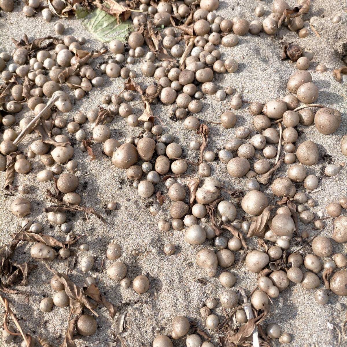 【鳥取県産】むかご 1~2cm程度 500g ムカゴ クリックポスト とりたて とっくり芋 長芋 粘りっこ ねばりっこ 天ぷら 串揚げ