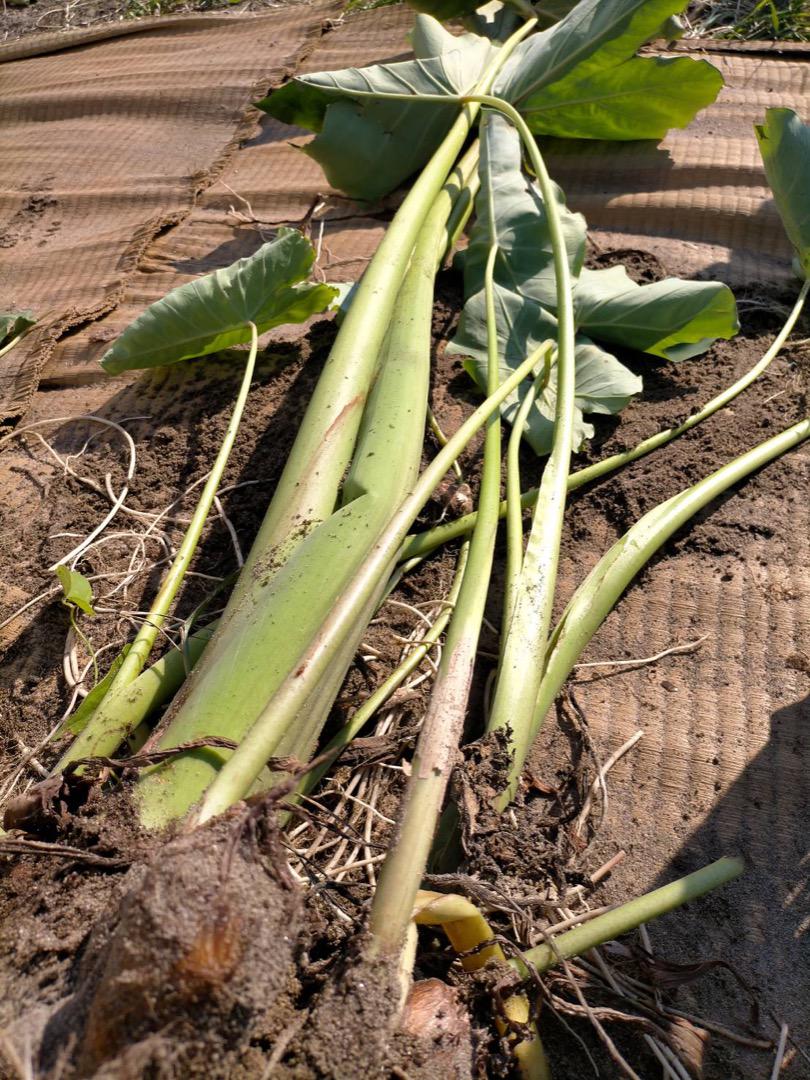 【鳥取県産】里芋 大和芋  根菜　長芋　サトイモ　さといも　1〜1.5kg　3kg　5kg 　10kg　山芋　ねばりこ　甘い　柔らかい