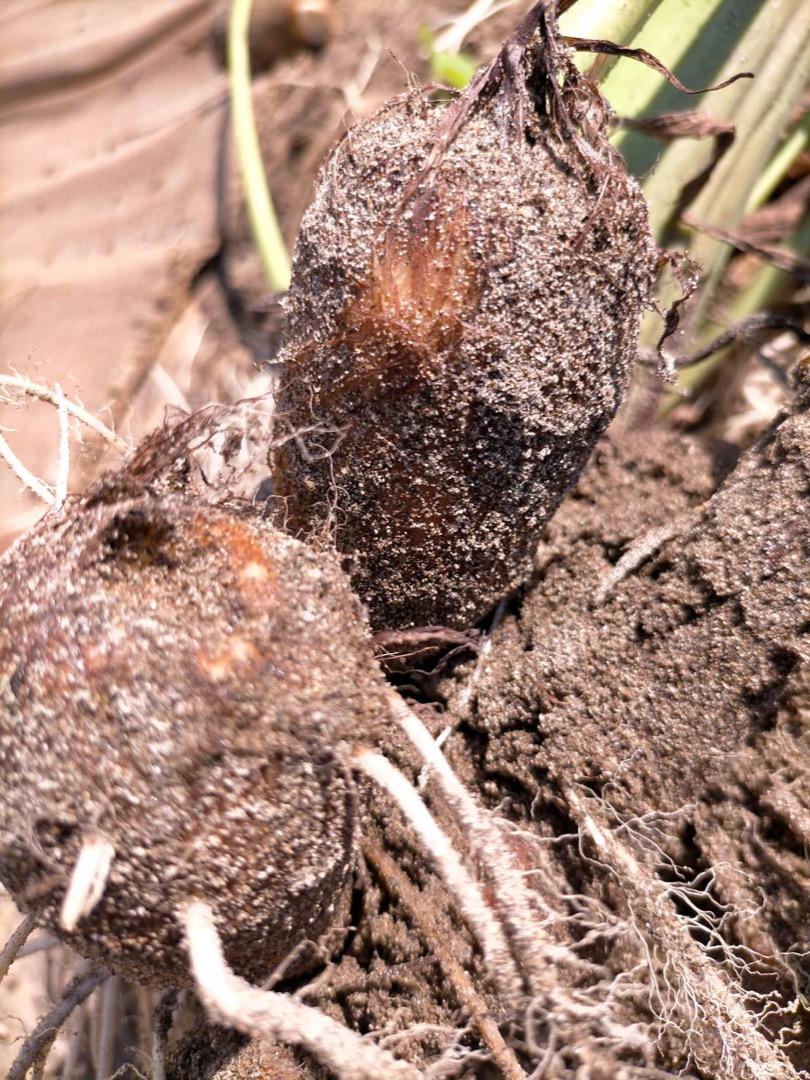 【鳥取県産】里芋 大和芋  根菜　長芋　サトイモ　さといも　1〜1.5kg　3kg　5kg 　10kg　山芋　ねばりこ　甘い　柔らかい