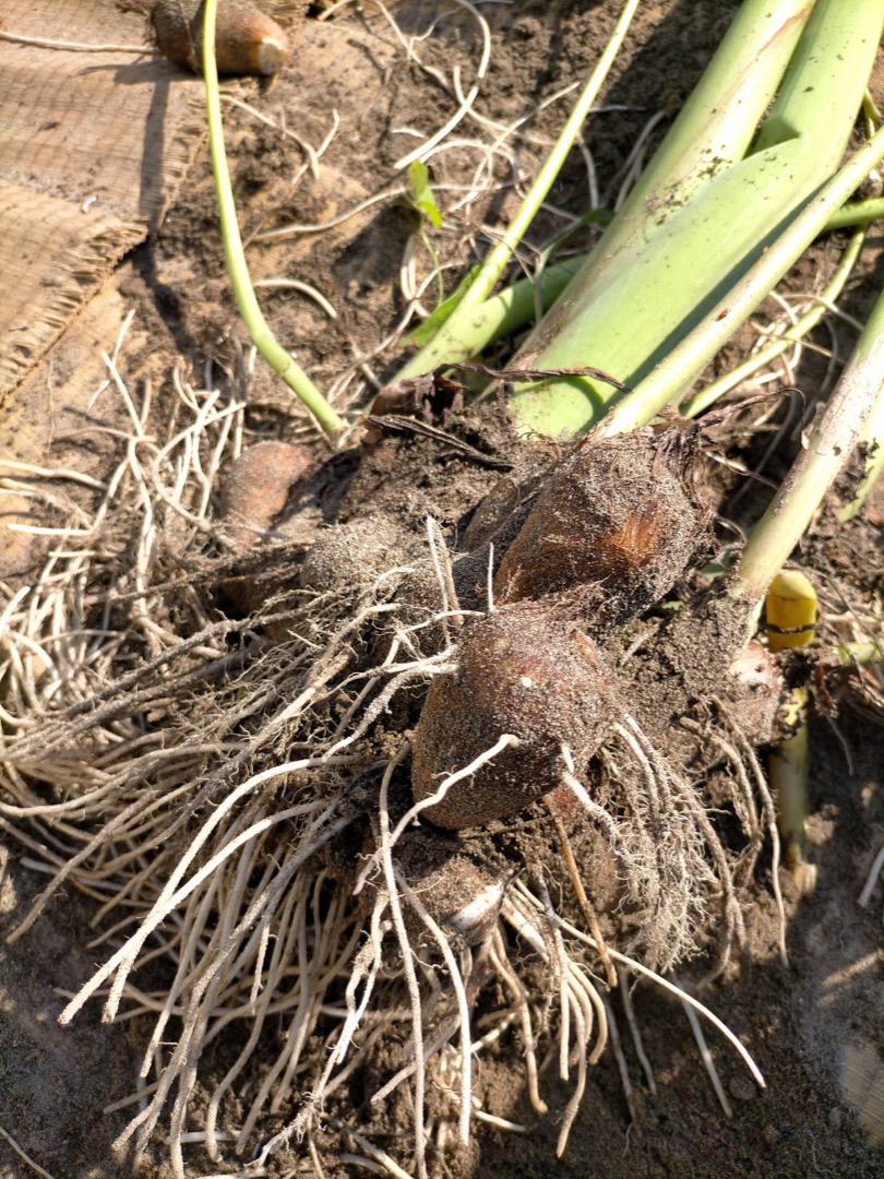 【鳥取県産】里芋 大和芋  根菜　長芋　サトイモ　さといも　1〜1.5kg　3kg　5kg 　10kg　山芋　ねばりこ　甘い　柔らかい