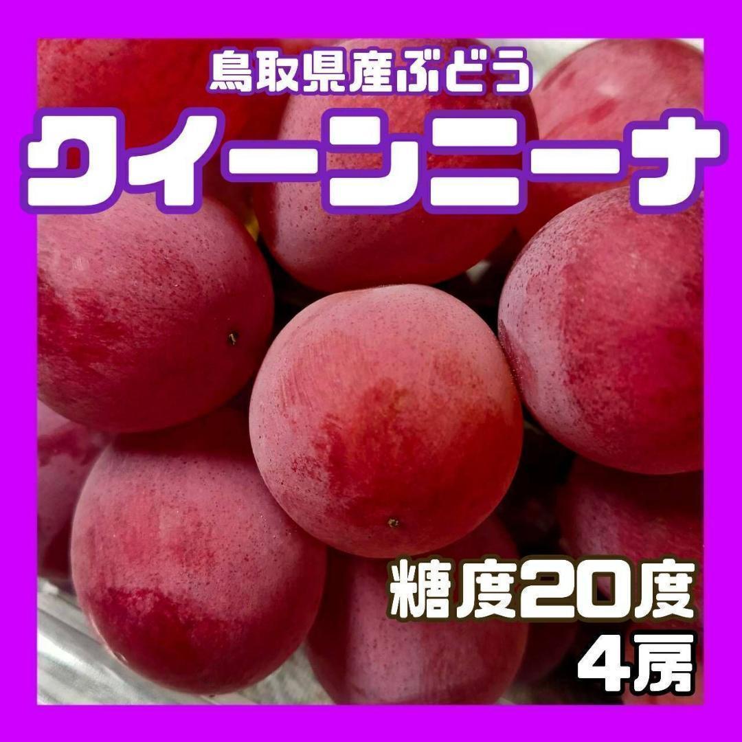 【常温発送】クインニーナ　糖度20度　2kg　4房　ぶどう　葡萄　ブドウ　常温