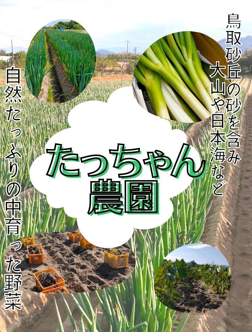 【鳥取県産】あきひめ　章姫　1kg　4パック　いちご　イチゴ　とれたて　糖度よりも美味しさを