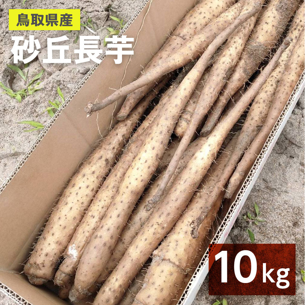 【家庭用】砂丘ながいも 長芋 とりたて 1kg 3kg 5kg 10kg 根菜 山芋